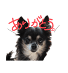 大好きなプチ(チワワ)（個別スタンプ：32）