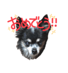 大好きなプチ(チワワ)（個別スタンプ：33）