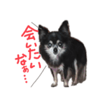 大好きなプチ(チワワ)（個別スタンプ：34）