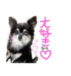 大好きなプチ(チワワ)（個別スタンプ：35）