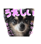 大好きなプチ(チワワ)（個別スタンプ：36）