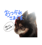 大好きなプチ(チワワ)（個別スタンプ：37）