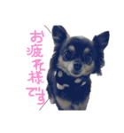 大好きなプチ(チワワ)（個別スタンプ：38）