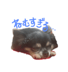 大好きなプチ(チワワ)（個別スタンプ：39）