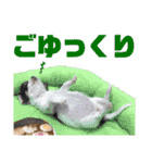 チワワスタイル【ぱる＆てん】（個別スタンプ：4）