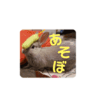うさぎのみなと（個別スタンプ：1）