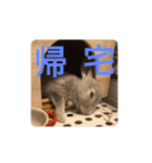 うさぎのみなと（個別スタンプ：6）