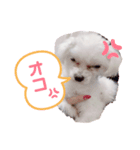 Nemu2（個別スタンプ：1）