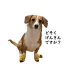 犬のこなつスタンプ（個別スタンプ：1）