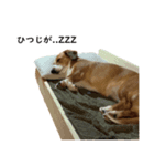 犬のこなつスタンプ（個別スタンプ：2）
