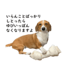 犬のこなつスタンプ（個別スタンプ：3）