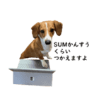 犬のこなつスタンプ（個別スタンプ：4）