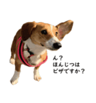 犬のこなつスタンプ（個別スタンプ：5）