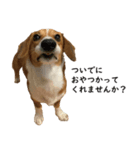 犬のこなつスタンプ（個別スタンプ：6）