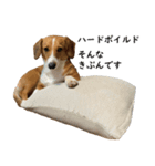 犬のこなつスタンプ（個別スタンプ：7）
