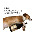 犬のこなつスタンプ（個別スタンプ：8）