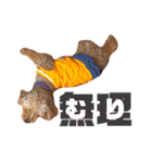 ここさんこれくしょん（個別スタンプ：11）