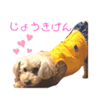 ここさんこれくしょん（個別スタンプ：24）