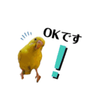インコのロクちゃん（個別スタンプ：1）