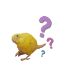 インコのロクちゃん（個別スタンプ：2）