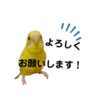 インコのロクちゃん（個別スタンプ：3）