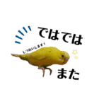 インコのロクちゃん（個別スタンプ：4）