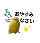 インコのロクちゃん（個別スタンプ：6）