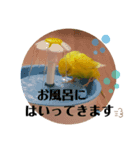 インコのロクちゃん（個別スタンプ：7）