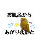 インコのロクちゃん（個別スタンプ：8）