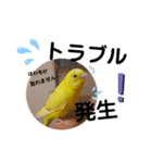 インコのロクちゃん（個別スタンプ：9）