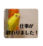 インコのロクちゃん（個別スタンプ：10）