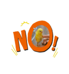 インコのロクちゃん（個別スタンプ：12）
