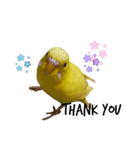 インコのロクちゃん（個別スタンプ：13）