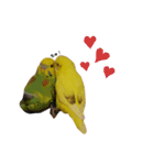 インコのロクちゃん（個別スタンプ：14）