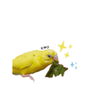 インコのロクちゃん（個別スタンプ：15）