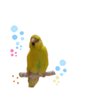 インコのロクちゃん（個別スタンプ：16）