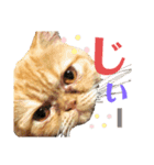 ましゅまろとびすけっとのすたんぷ。（個別スタンプ：1）