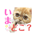ましゅまろとびすけっとのすたんぷ。（個別スタンプ：2）