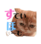 ましゅまろとびすけっとのすたんぷ。（個別スタンプ：3）