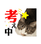 ましゅまろとびすけっとのすたんぷ。（個別スタンプ：7）