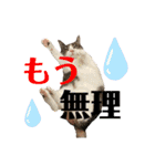 ましゅまろとびすけっとのすたんぷ。（個別スタンプ：8）