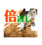 ましゅまろとびすけっとのすたんぷ。（個別スタンプ：9）