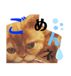 ましゅまろとびすけっとのすたんぷ。（個別スタンプ：13）