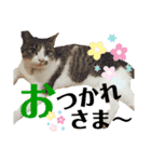 ましゅまろとびすけっとのすたんぷ。（個別スタンプ：14）