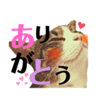 ましゅまろとびすけっとのすたんぷ。（個別スタンプ：15）