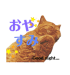 ましゅまろとびすけっとのすたんぷ。（個別スタンプ：16）