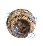 フクモモ風子の日常ฅ•ﻌ•ฅ①（個別スタンプ：5）