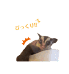 フクモモ風子の日常ฅ•ﻌ•ฅ①（個別スタンプ：13）
