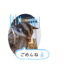 フクモモ風子の日常ฅ•ﻌ•ฅ①（個別スタンプ：14）