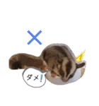 フクモモ風子の日常ฅ•ﻌ•ฅ①（個別スタンプ：21）